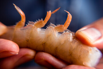 Hands Peeling Shrimp, close up of legs.