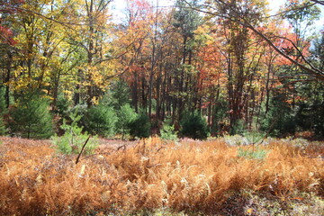 fall foliage color in the wilderness
