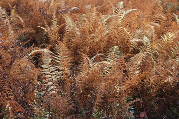 brown ferns in the autumn woods