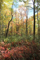 fall foliage in the wilderness of the Pennsylvania