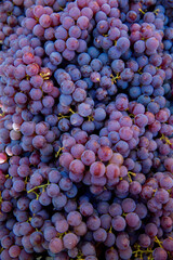 Grape harvest in the vineyard. Close-up of red and black clusters of Pinot Noir grapes collected in boxes and ready for wine production.