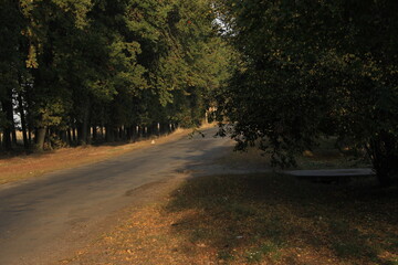 road in autumn