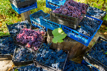 Grape harvest in the vineyard. Red and black clusters of Pinot Noir grapes collected in boxes and...