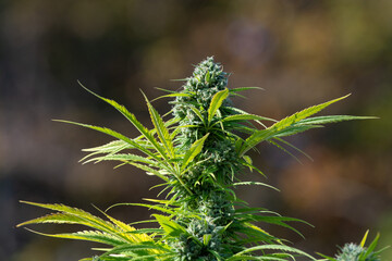 chanvre, cannabis, marijuana,	