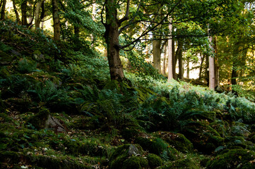 Country side of the tiny village near to the border between Wales and England. Fall season it's perfect for this beautiful place. 