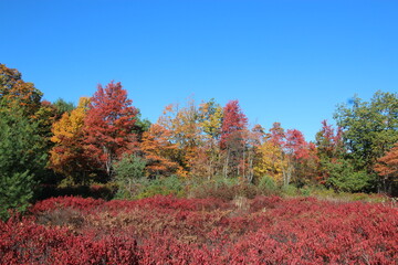 fall foliage in the wilderness of the Pennsylvania