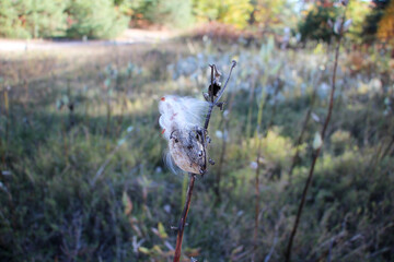 Milkweed pods releasing seeds