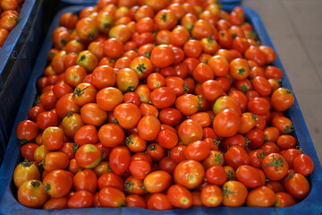 Fresh bunch Red tomatoes at vegetables market