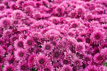 Beautiful chrysanthemum flowers. Background of pink chrysanthemums flowers. Floral background