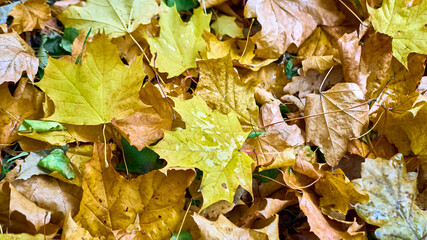 Colorful background of fallen autumn leaves. color nature