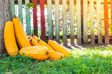 Yellow squash. Fresh yellow zucchini at green grass garden. Vegetable marrow courgette or zucchini. Harvest courgette organic ingredient. Organic food