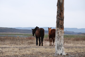 horses on the meadow