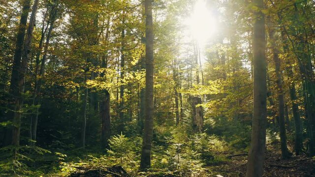 Forest morning autumn beautiful season sun mountains fog