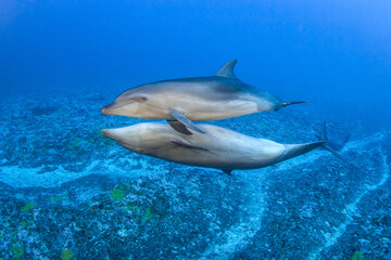 Obraz na płótnie Canvas Dolphins in naturel aera