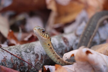Garter snake on the forest ground in autumn