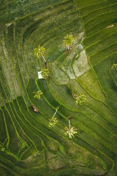 Aerial view of paddy rice fields in Guindulman region, the Philippines.