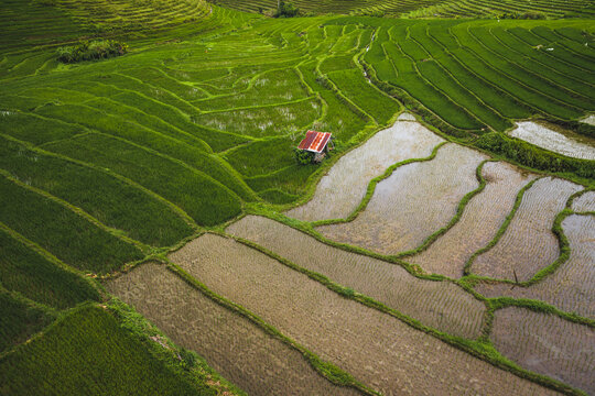 Aerial view of paddy rice fields in Guindulman region, the Philippines.