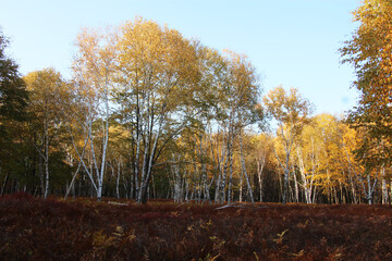 fall foliage color in the wilderness