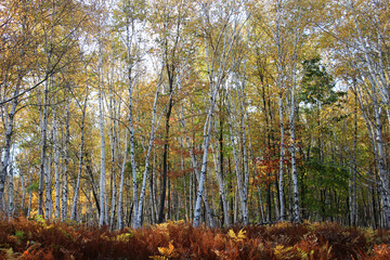 Fototapeta premium fall foliage in the wilderness of the Pennsylvania