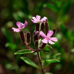 The rock soapwort (lat. Saponaria ocymoides), of the family Caryophyllaceae.