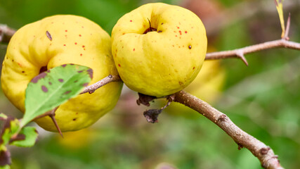 One yellow ripe quince on a branch with beautiful bokeh and with copy space. Selective focus. color nature. close up