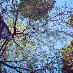 branches against sky