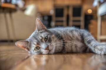 Grey, tabby domestic cat, young posing for camera, looking and interested in photographer. Taken in home house with wooden background flooring. 