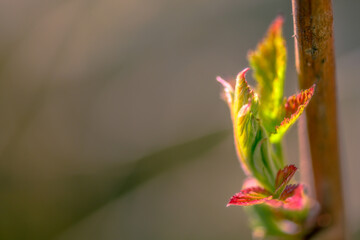 Renouveau du framboisier