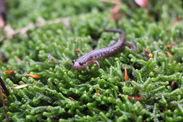 Salamander crawling over moss. 