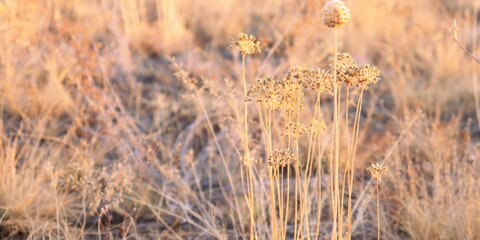 Natural background from dry plants close-up.