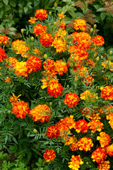 Multicolored marigold flowers in the garden on the flowerbed.