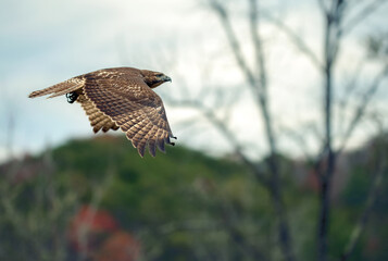 Hawk in flight