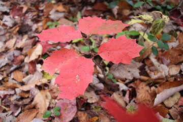 fall foliage color in the wilderness