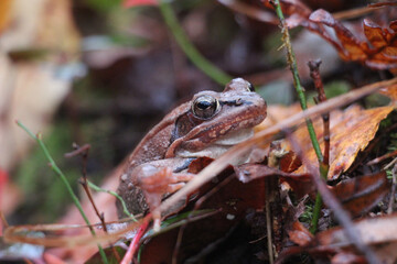 wood frog blending in in the autumn forest floor