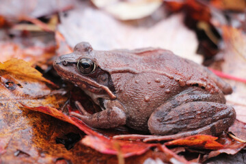 wood frog on the forest floor in autumn