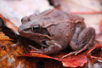 wood frog blending in in the autumn forest floor