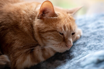 Sleeping ginger and white feline cat with face, whiskers and legs and eyes partially open. On blue, grey fluffy blanket bed. 