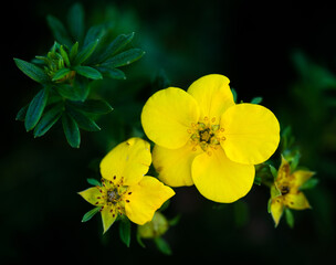 Obraz premium yellow flowers on green background