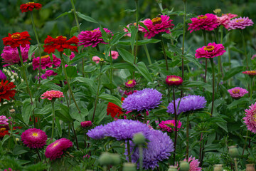 Flower Bed with multicolored Zinnia flowers and asters.