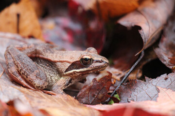 wood frog blending in in the autumn forest floor