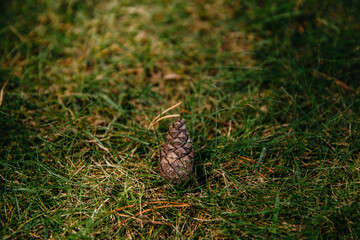 Obraz premium pine cone in the forest lies on green grass
