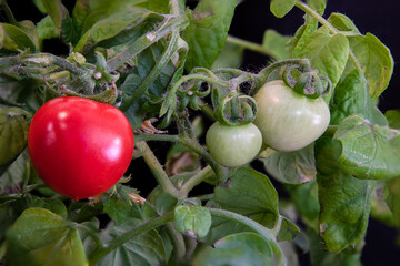 A bountiful tomato plant bush with a bright red, ripe cherry tomatoe and smaller green, unripe...