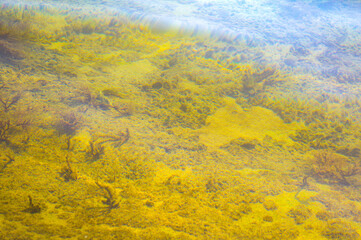 landscape with trees and water