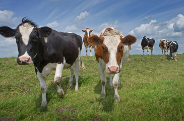 Fototapeta na wymiar Cows in Dutch polder. Netherlands. Dike. Genemuiden. 