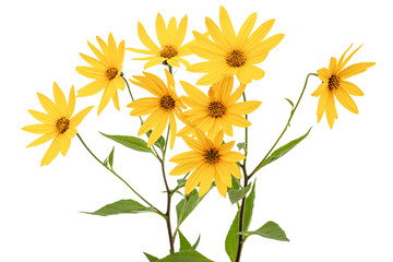 Flowers of Jerusalem Artichoke (Earth Apple), lat. Helianthus tuberosus L. or girasol, isolated on white background