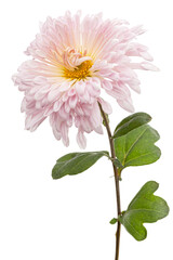 Pink chrysanthemum flower, isolated on white background