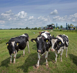 Cows in Dutch polder. Netherlands. Dike. Genemuiden. Transport of a super sailing yacht.