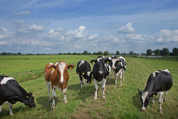 Plakat Cows in Dutch polder. Netherlands. Dike. Genemuiden. 