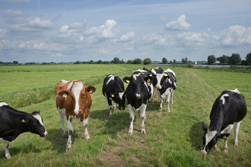 Cows in Dutch polder. Netherlands. Dike. Genemuiden. 