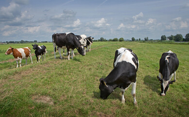 Naklejka na ściany i meble Cows in Dutch polder. Netherlands. Dike. Genemuiden. 